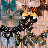 Butterflies Digital Paper DP3525 - Digital Paper Shop