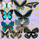 Butterflies Digital Paper DP3527 - Digital Paper Shop